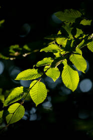 Grana graba sa prelijepim zelenim listovima obasjana prvim jutarnjim suncem.