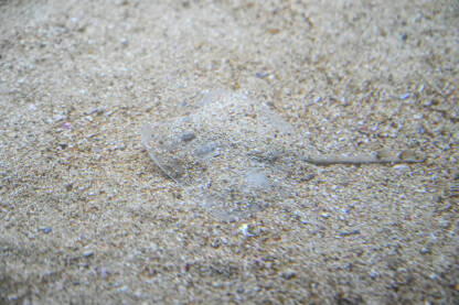 Kamuflirana raža na dnu mora. Raža u pijesku.