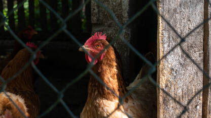 Kokošija glava iz profila na jakom sunčevom svjetlu. Nalazi se u ograđenom prostoru, slikana kroz žičanu ogradu.