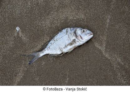 Mrtva riba na pijesku. More izbacilo mrtvu ribu na obalu. Globalno zagrijavanje i zagađenje ubijaju životinje.