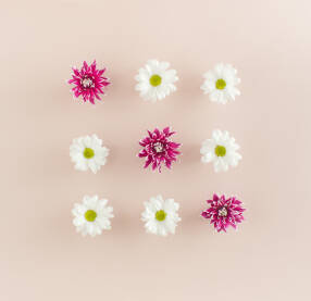 Cvjetovi bijele margarite ili ivančice i ljubičaste dalije na roze pozadini.