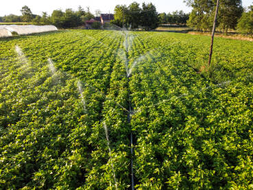 Soja raste u polju, snimak dronom. Prskalica zalijeva usjeve vodom. Zeleno polje soje se zalijeva. Navodnjavanje usjeva tijekom sušne sezone.