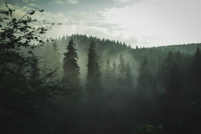 Zalazak sunca u maglovitoj šumi.