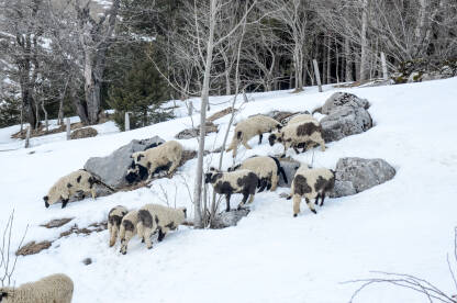 Ovce na snijegu zimi. Stočarstvo.