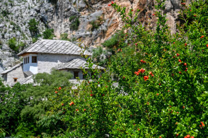 Blagaj, Bosna i Hercegovina: Tekija pored grma nara u cvjetanju. Tekija je nacionalni spomenik Bosne i Hercegovine.