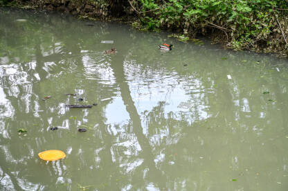 Patke plivaju u zagađenoj rijeci. Plastika i smeće plutaju u vodi. Smeće u rijeci.