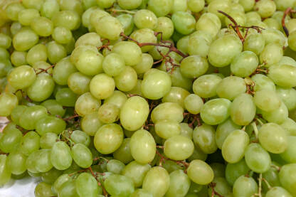 Svježe grožđe na prodaju na pijaci. Zeleno zrelo grožđe.