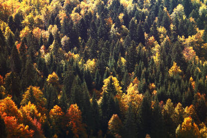 Izgled šume na planini Igman u jesenskom periodu.