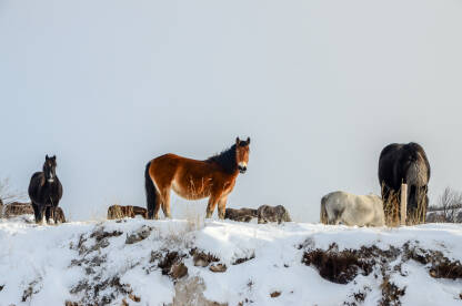Krdo divljih konja u snijegu nedaleko od Livna.