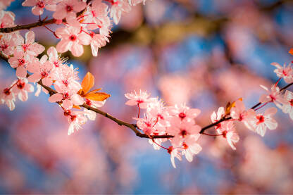 Proljetno cvijece Behar,cvijetna glava.
Grana ružičastog cvijeta.Cvjetovi trešnje sakura puni cvat u proljeće.
