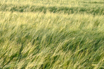 Pšenično polje ljeti. Žitarice.