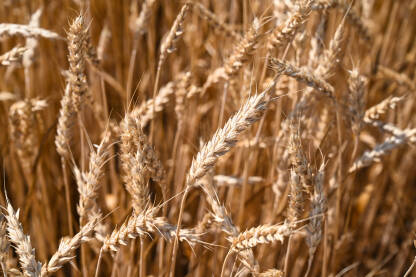 Polje pšenice. Zrelo zlatno klasje pšenice spremno za žetvu. Žitarice.