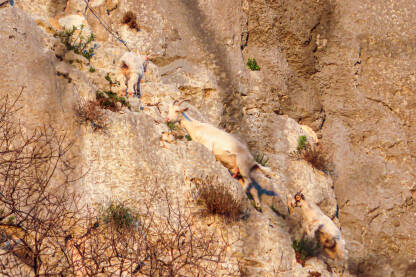 Mama koza i kozlići na stijeni