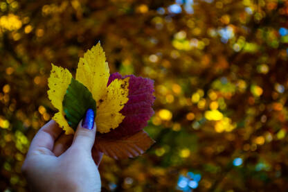 Lisce u bojama jeseni