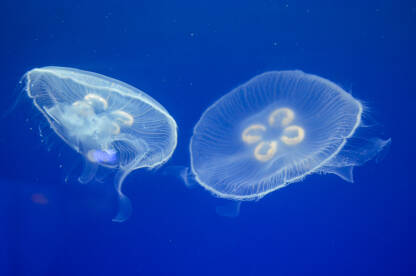 Modeuze u moru. Podvodni morski svijet. Meduze plivaju u vodi.