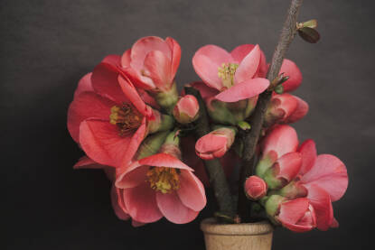 Cijetovi japanske dunje na tamnoj podlozi