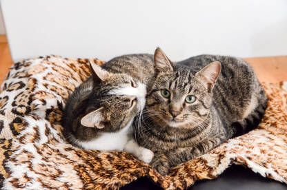 Dvije mačke leže i čiste se. Domaće mačke se igraju i vole. Neodoljivi kućni ljubimci u stanu. Mačak i mačka.