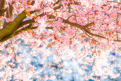 Krosnja cvijetnog  drveta u proljece