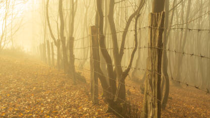 Ograda od bodljikave žice u šumi i magli