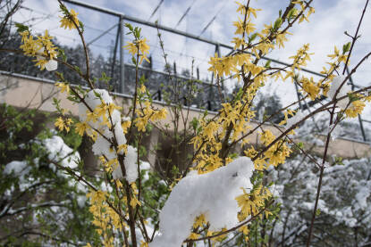 Snijeg pao na cvijeće u beharu.
