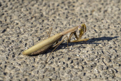 Bogomoljka, obična (Mantis religiosa), kukac žoharaš iz podreda bogomoljki (Mantodea). Glava joj je pomična, s velikim izbočenim očima.