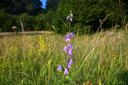 Planinski cvijet. Okruglolisni zvončić (Campanula rotundifolia L.) raste na planinskoj padini.