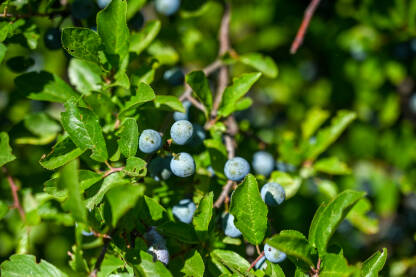 Trnjine na grmu. Trnjine na grmu. Zreli plodovi na grmu. Prunus spinosa.