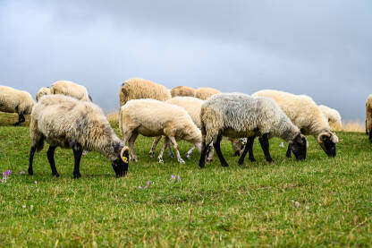 Ovce na ispaši na pašnjacima u planini. Stado ovaca i jagnjadi pase travu po oblačnom danu. Grupa domaćih ovaca na livadi jedu zelenu travu.