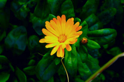 Narandžasti cvet nevena u zelenom lišću