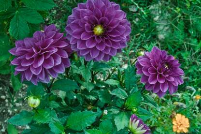 Ljubičasta dalija (poznata i kao georgina, lat. Dahlia), ukrasna višegodišnja biljka.