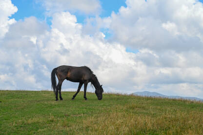 Predivan crni konj na ispaši na planini.