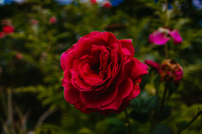 Crvena ruža, valentinovo