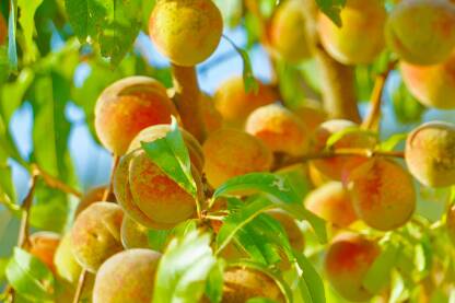 Grane stabla breskve (Prunus persica) opterećene zrelim, sočnim plodovima i bujnim zelenim lišćem.