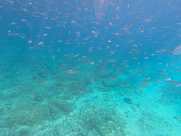 Jato riba pliva u moru iznad kamenitog i pjeskovitog morskog dna. Podvodni snimak na grupu riba.