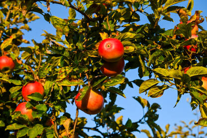 Crvene jabuke na grani na drvetu. Jabuke u voćnjaku. Zrele jabuke na zalasku sunca. Svježe i organsko voće.