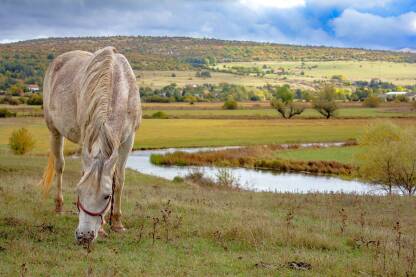 Konj u prirodnom okruženju Hercegovine