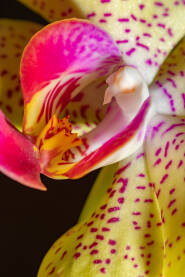 Cvijet tulipana snimljen izbliza sa bojama i teksturom, macro fotografija