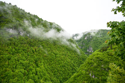 Zeleno drveće raste na planini u proljeće. Duboki kanjon rijeke.