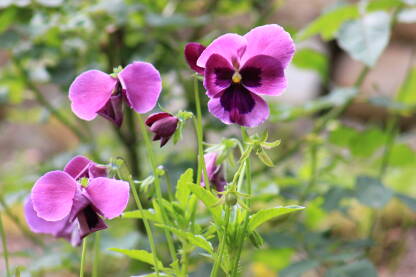 Maćuhice u vrtu, krupni plan. Viola tricolor, poznata kao Dan i Noć.