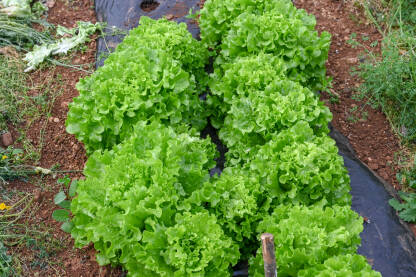 Listovi zelene salate rastu u stakleniku. Svježa zelena salata spremna za berbu. Svježi listovi zelene salate, izbliza.