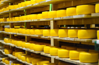 Sirevi na drvenim policama. Sušenje sira fabrici. Kolutovi žutog i zrelog sira u skladištu. Proizvodnja hrane.