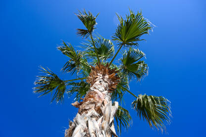 Palmino drvo. Listovi palme sa plavim nebom u pozadini.