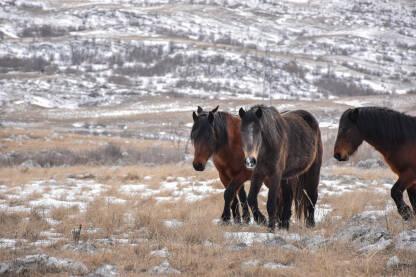 Divljvi konji, zima, Livno