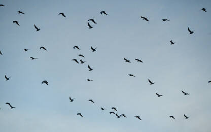 Jato ptica u letu. Migracija ptica u jesen. Grupa ptica. Galebovi lete.