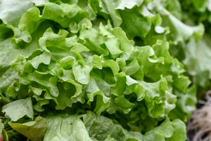 Svježa zelena salata na prodaji na tržnici. Kutije pune sirove zelene salate u trgovini, krupni plan. Organska salata na štandu u piljari. Povrće. Salata.