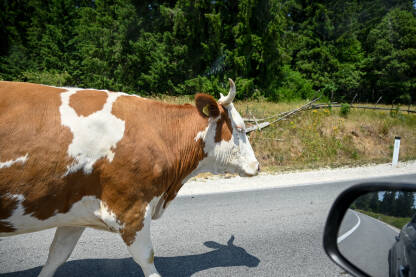 Krava na cesti. Krava na cesti. Krave šetaju cestom i ugrožavaju saobraćaj.