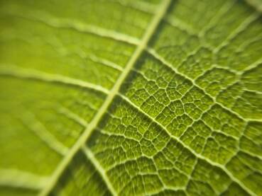 Zeleni list paulovnije. Detalji na listu. Makro snimak lista.