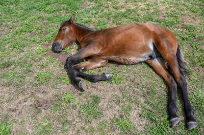 Ždrijebe leži na zemlji. Mladi konj odmara.