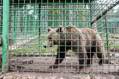 Medvjed zarobljen iza rešetaka. Medo u zoološkom vrtu. Okrutnost prema životinjama.