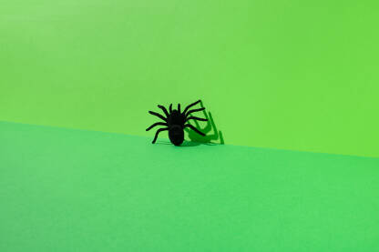 Crni pauk na zelenoj pozadini.